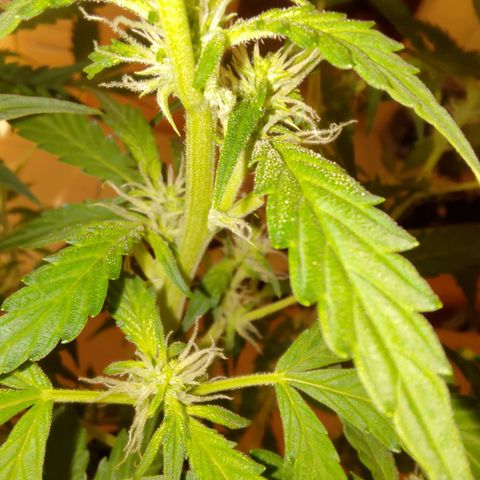 Apricot Auto Fastbuds  growlog timeline photo