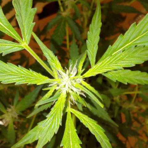 Apricot Auto Fastbuds  growlog timeline photo
