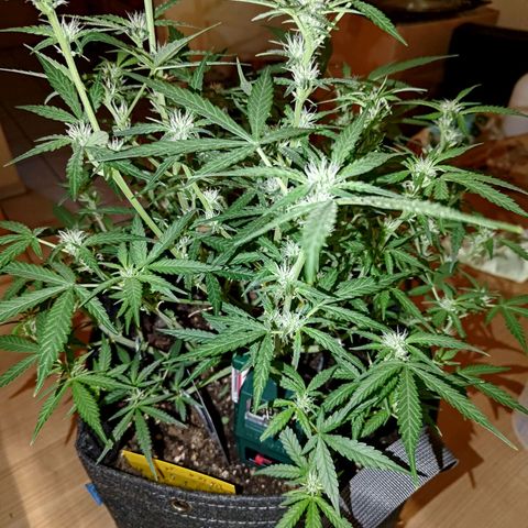 Bubblegum Auto Fastbuds  growlog timeline photo