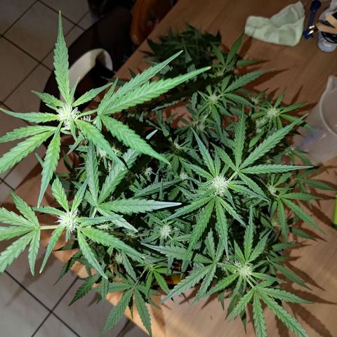 Bubblegum Auto Fastbuds  growlog timeline photo