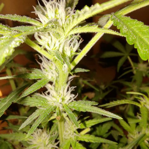 Bubblegum Auto Fastbuds  growlog timeline photo