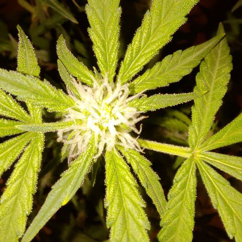 Bubblegum Auto Fastbuds  growlog timeline photo