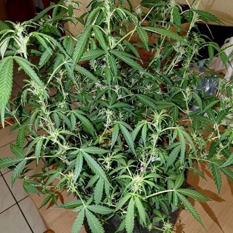 Apricot Auto Fastbuds  growlog timeline photo