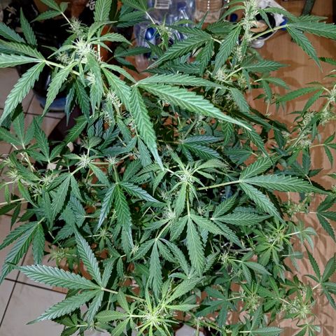 Apricot Auto Fastbuds  growlog timeline photo