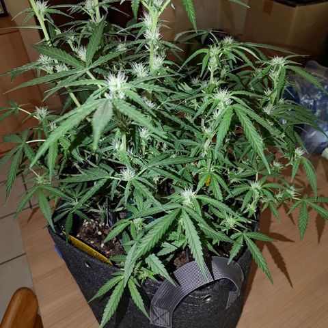 Bubblegum Auto Fastbuds  growlog timeline photo