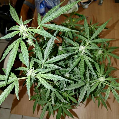 Bubblegum Auto Fastbuds  growlog timeline photo