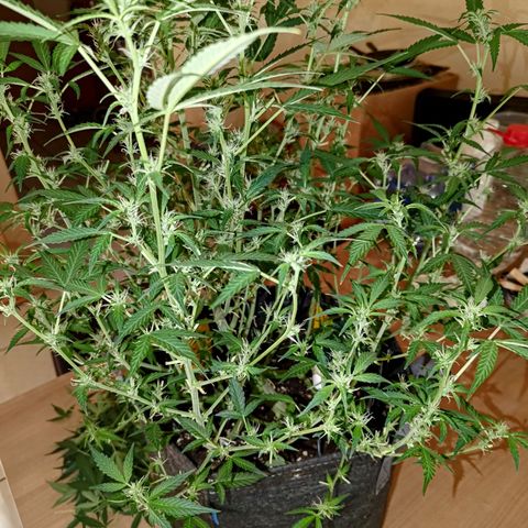 Apricot Auto Fastbuds  growlog timeline photo