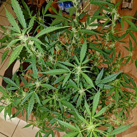 Apricot Auto Fastbuds  growlog timeline photo