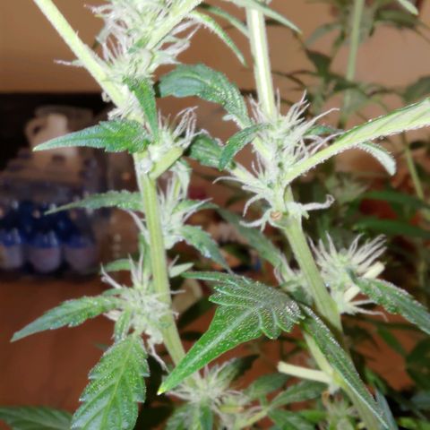 Apricot Auto Fastbuds  growlog timeline photo