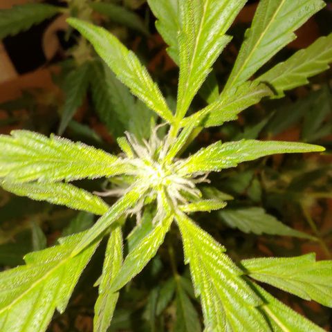 Apricot Auto Fastbuds  growlog timeline photo