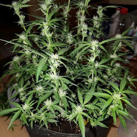 Bubblegum Auto Fastbuds  growlog timeline photo