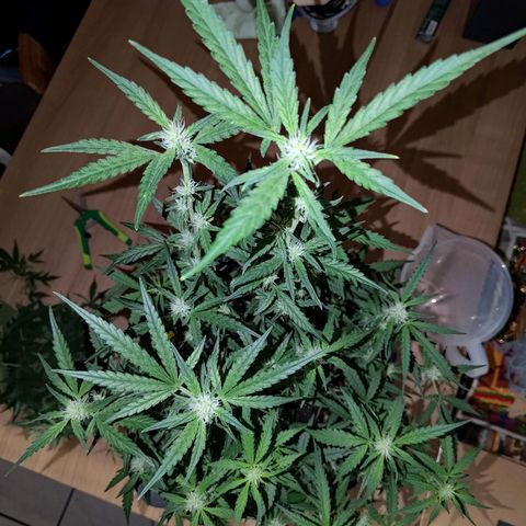 Bubblegum Auto Fastbuds  growlog timeline photo