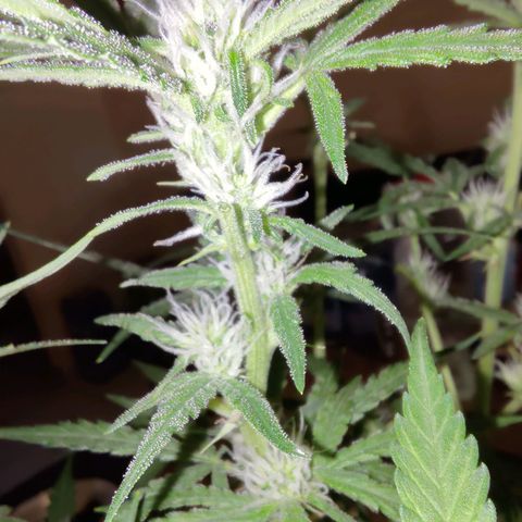 Bubblegum Auto Fastbuds  growlog timeline photo