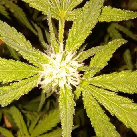 Bubblegum Auto Fastbuds  growlog timeline photo
