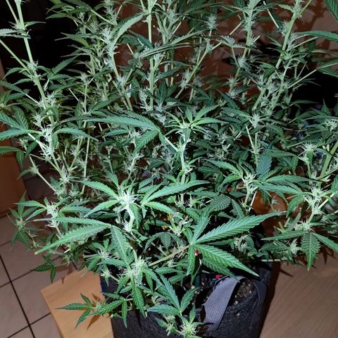 Apricot Auto Fastbuds  growlog timeline photo
