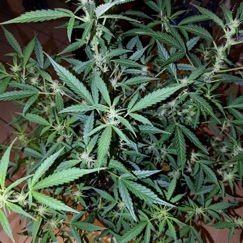 Apricot Auto Fastbuds  growlog timeline photo