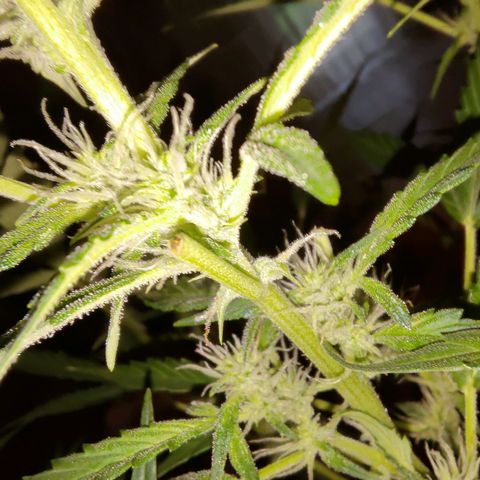 Apricot Auto Fastbuds  growlog timeline photo