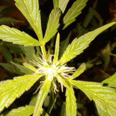 Apricot Auto Fastbuds  growlog timeline photo
