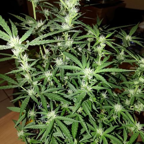 Bubblegum Auto Fastbuds  growlog timeline photo