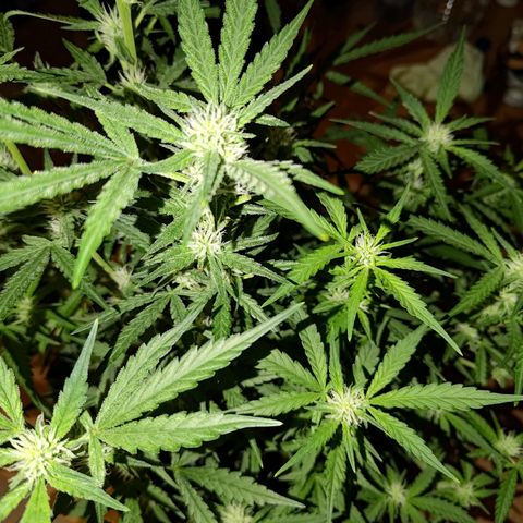 Bubblegum Auto Fastbuds  growlog timeline photo