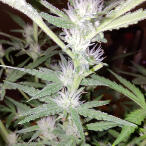 Bubblegum Auto Fastbuds  growlog timeline photo