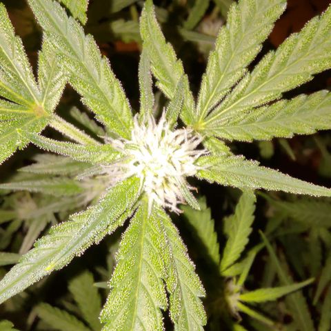Bubblegum Auto Fastbuds  growlog timeline photo