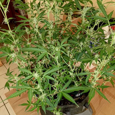 Apricot Auto Fastbuds  growlog timeline photo
