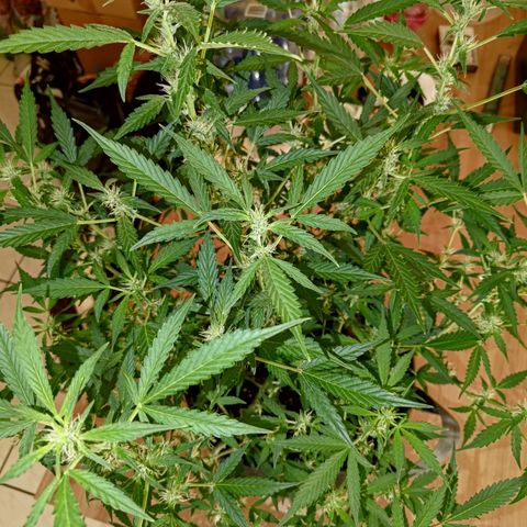 Apricot Auto Fastbuds  growlog timeline photo