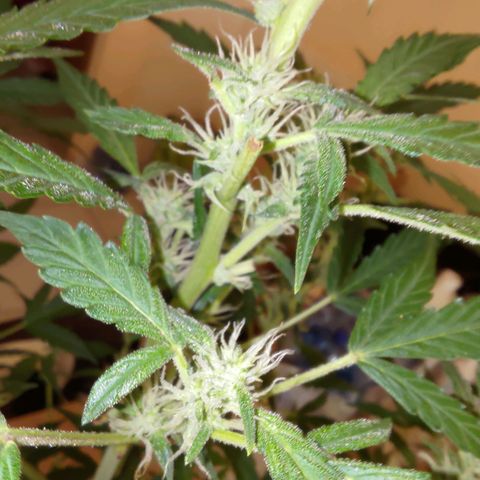 Apricot Auto Fastbuds  growlog timeline photo