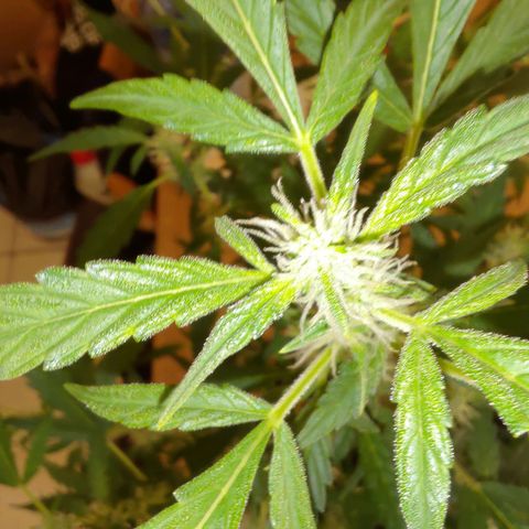 Apricot Auto Fastbuds  growlog timeline photo