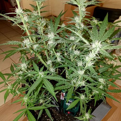 Bubblegum Auto Fastbuds  growlog timeline photo