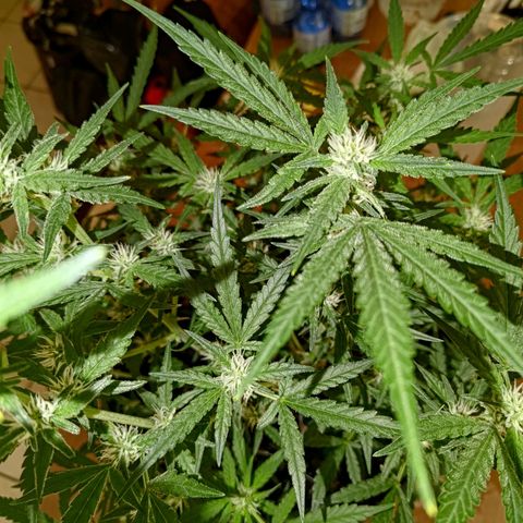 Bubblegum Auto Fastbuds  growlog timeline photo