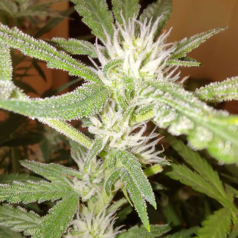 Bubblegum Auto Fastbuds  growlog timeline photo