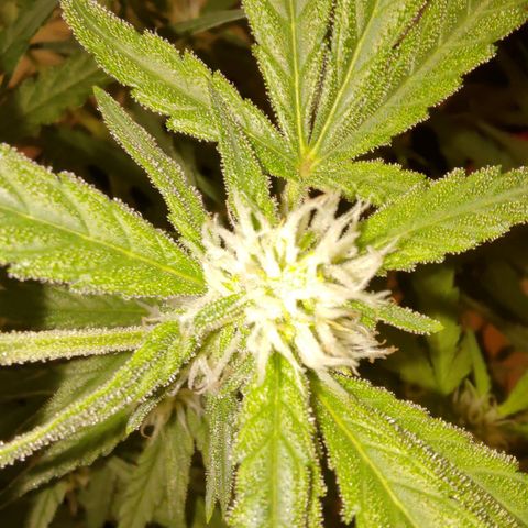 Bubblegum Auto Fastbuds  growlog timeline photo