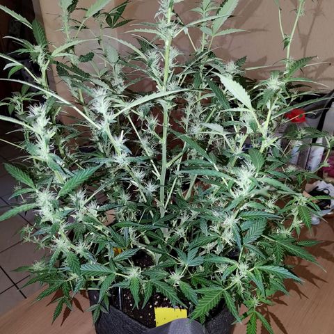 Apricot Auto Fastbuds  growlog timeline photo