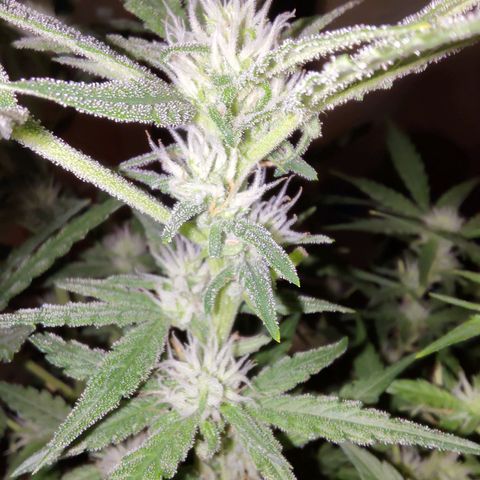 Bubblegum Auto Fastbuds  growlog timeline photo