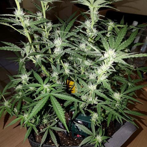Bubblegum Auto Fastbuds  growlog timeline photo