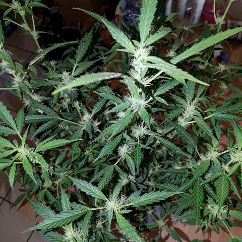 Apricot Auto Fastbuds  growlog timeline photo