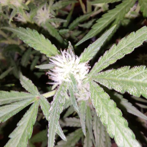 Bubblegum Auto Fastbuds  growlog timeline photo