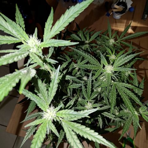 Bubblegum Auto Fastbuds  growlog timeline photo
