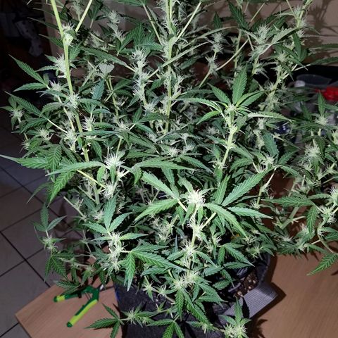 Apricot Auto Fastbuds  growlog timeline photo
