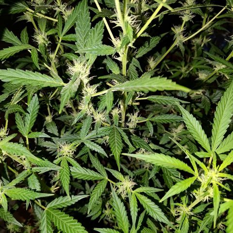Apricot Auto Fastbuds  growlog timeline photo