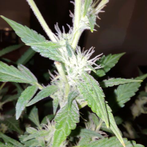 Apricot Auto Fastbuds  growlog timeline photo
