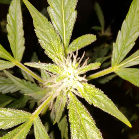 Apricot Auto Fastbuds  growlog timeline photo