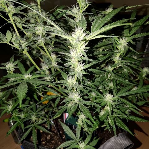 Bubblegum Auto Fastbuds  growlog timeline photo