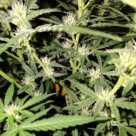 Bubblegum Auto Fastbuds  growlog timeline photo