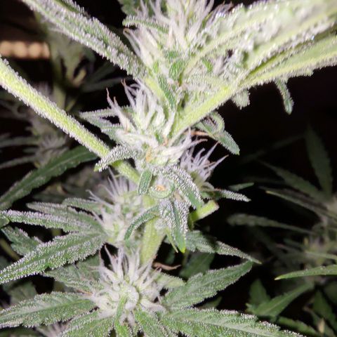 Bubblegum Auto Fastbuds  growlog timeline photo