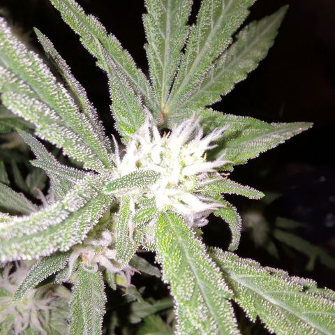 Bubblegum Auto Fastbuds  growlog timeline photo