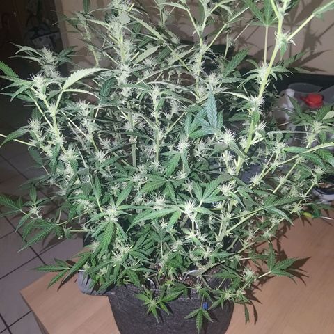 Apricot Auto Fastbuds  growlog timeline photo