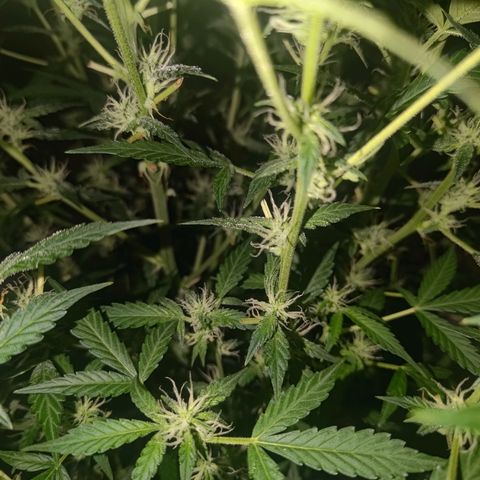 Apricot Auto Fastbuds  growlog timeline photo